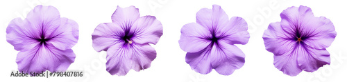 Set of purple platycodon grandiflorus flowers isolated on white background photo