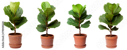 Set of ficus lyrata small plant fiddle-leaf fig in brown ceramic pot isolated on white background photo