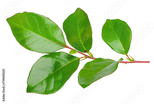 Fresh green branch of Salal (Gaultheria Shallon) or Lemon Leaf isolated on white background