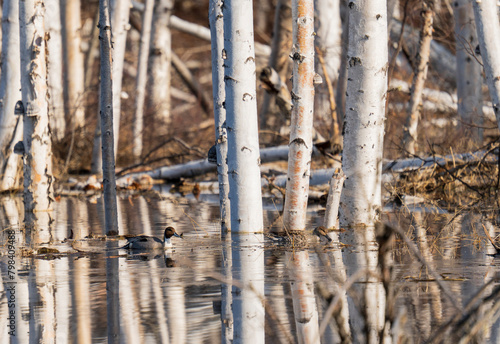 Northern Pintail duck in flooded birch forest