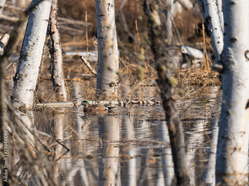 Widgeon in flooded birch forest