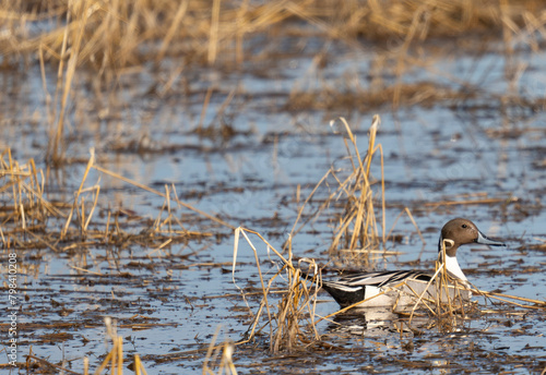 Northern Pintail duck