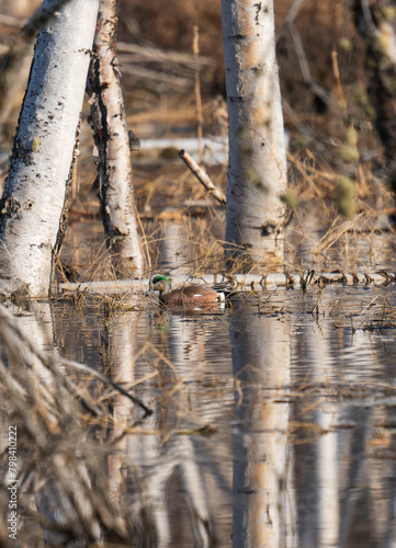 Widgeon in flooded birch forest
