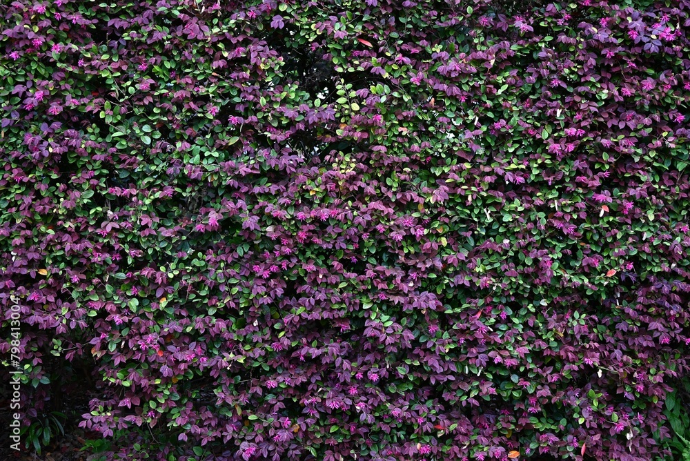 Obraz premium Chinese fringe bush used for hedging. Hamamelidaceae evergreen tree. Blooms slender pink four-petaled flowers in early summer.