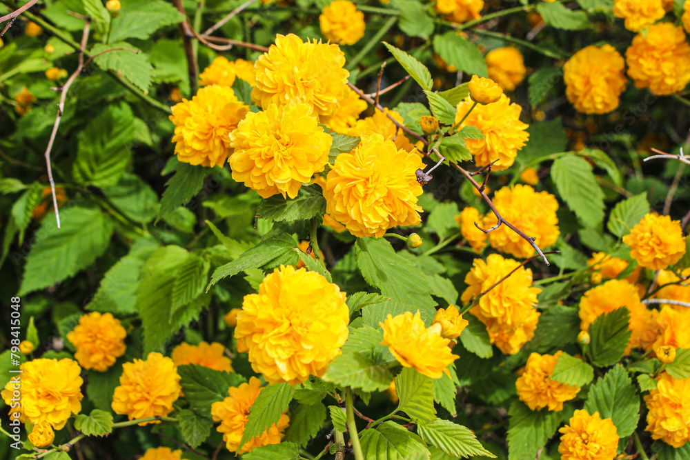 노란색 봄꽃
yellow spring flowers 노란색 봄꽃
yellow spring flowers