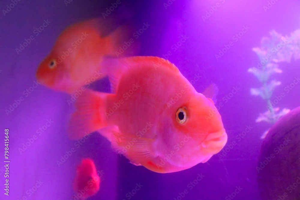 Red cute parrot fish closeup in the fish tank Red cute parrot fish closeup in the fish tank