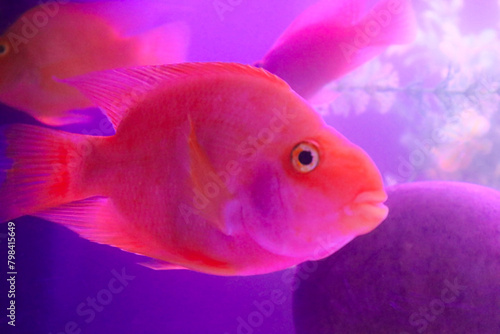 Beautiful red parrot cichlid fish closeup face in the light water tank
