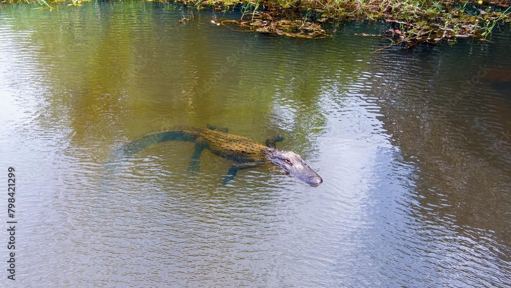 Obraz premium Aerial view of an American Alligator