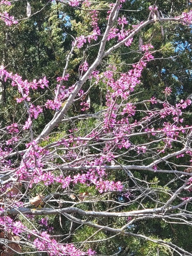 Redbud Trees in Bloom