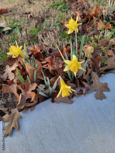 Daffodils in the Yard