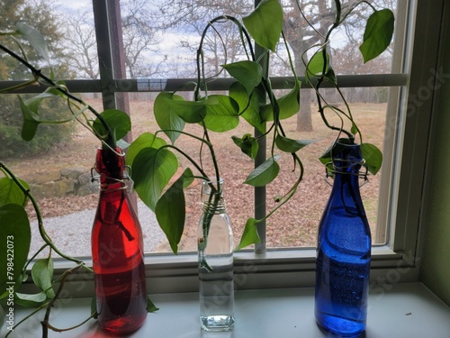 Colored Bottle with Ivy
