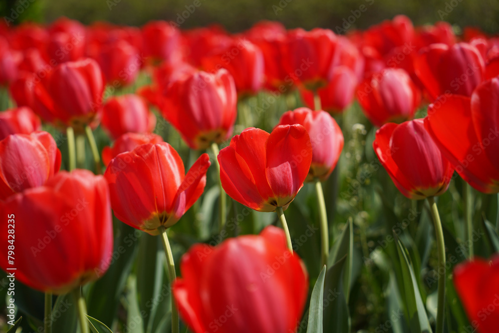 Red tulips in the garden. Spring flowers. Nature background.