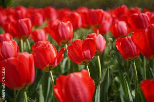 Red tulips in the garden. Spring flowers. Nature background.