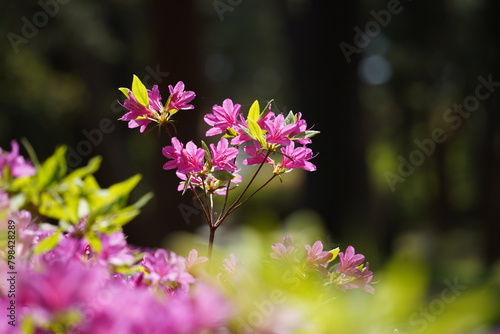 Pink azalea flowers in the garden on a sunny day.