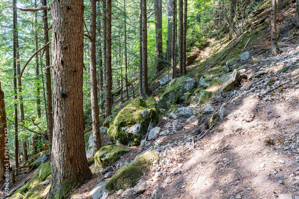 hiking trail in the forest with tall coniferous trees