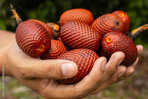 AGUAJE, A VERY CONSUMED FRUIT IN THE AMAZON REGIONS, AGUAJE OR BURUTI IS A DELICIOUS FRUIT, PHOTOGRAPH OF AGUAJE FRUIT, BURUTI FRUIT