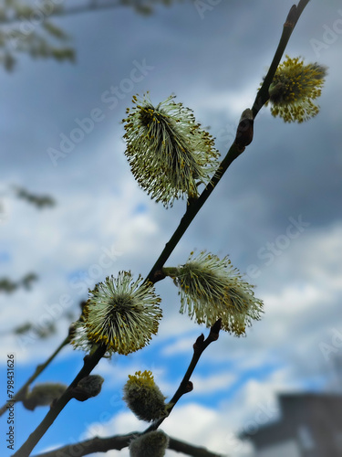 Pussy willow catkins bursting open on a branch against a cloudy sky