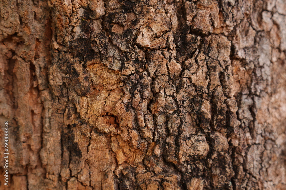 Wood texture background Wood texture background