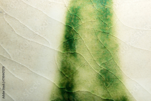Close-up texture of a Japanese retro pottery surface with cracks (Ivory color with green abstract line decoration)