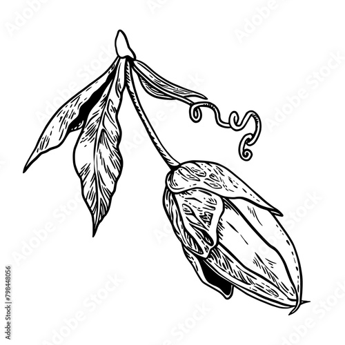 Bud of Passion flower outline drawing. Passiflora hand drawn graphic line Art. Doodle Vector botanical sketch for package design, wrapping, tattoo, card and tag.