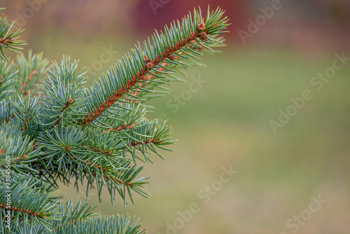 Background  abstraction of Christmas tree twigs with needles on a blurry