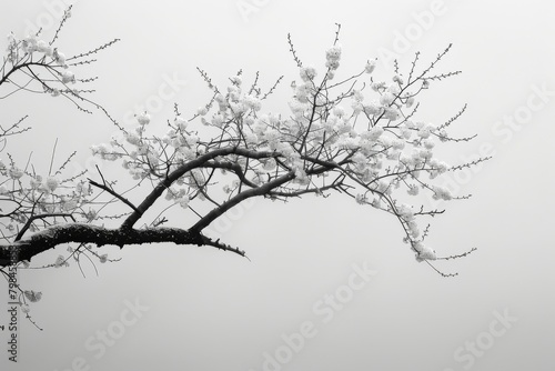 Wallpaper Mural cherry blossom tree in the mist, monochrome tone Torontodigital.ca