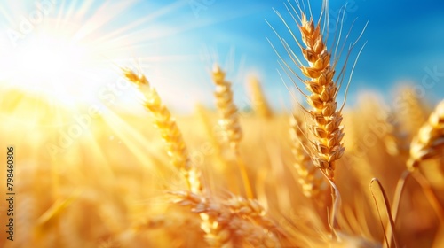 Golden wheat field with blue sky and sun background