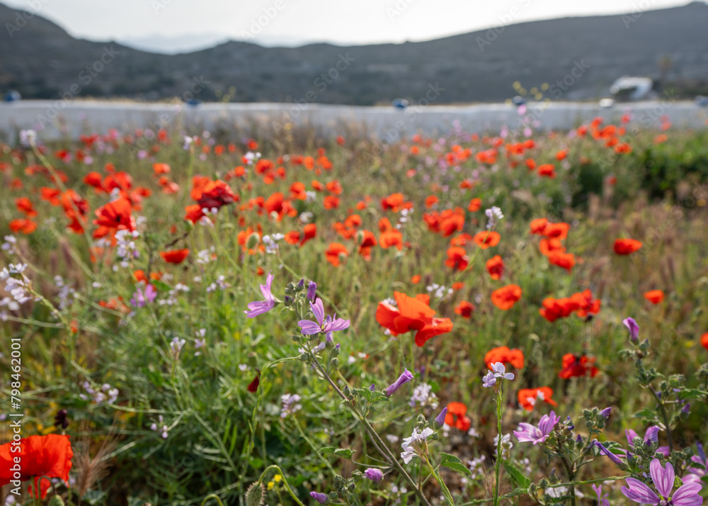 Obraz premium Field of Red Flowers in Greece