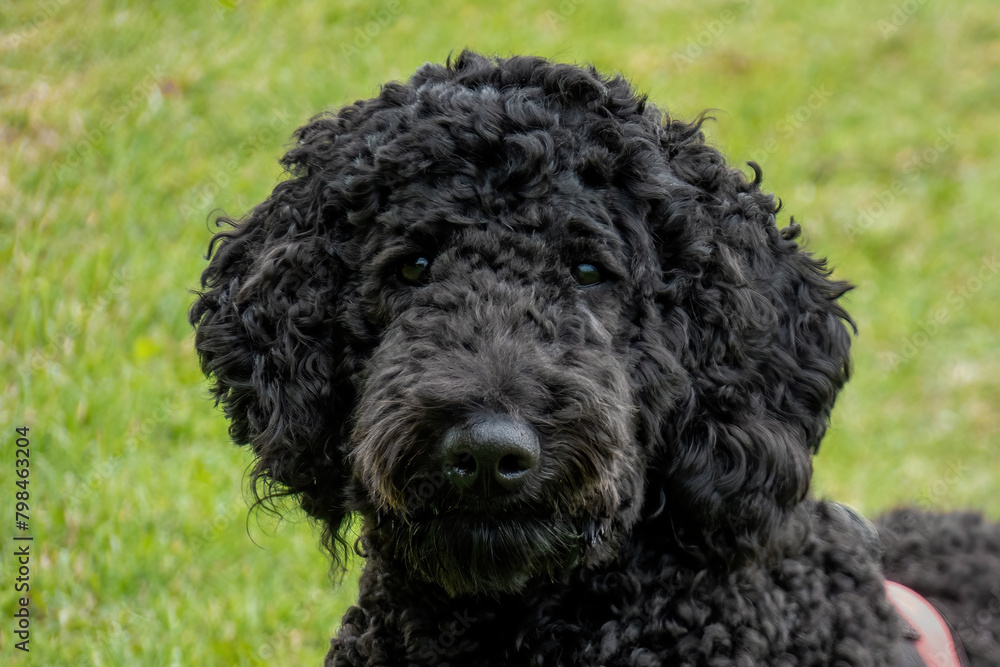 Black Poodle Standard Poodle King Poodle