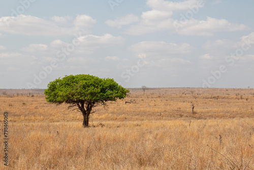 Lone tree at midday in Kruger National Park in South Africa RSA