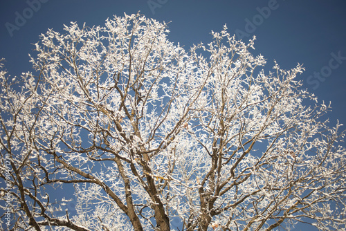 Winter forest. Frozen tree against the sky. Frost on the branches. © Олег Копьёв