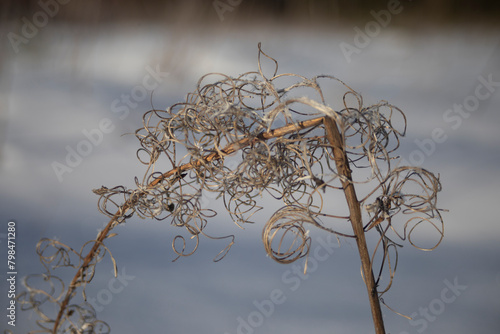 Plant in winter. Snow in nature. Plant in the snow. © Олег Копьёв
