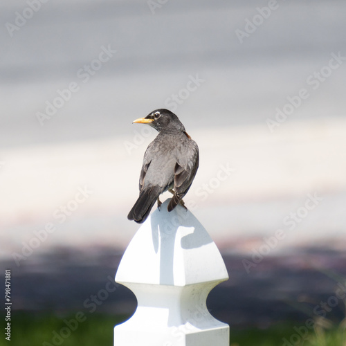 American robin