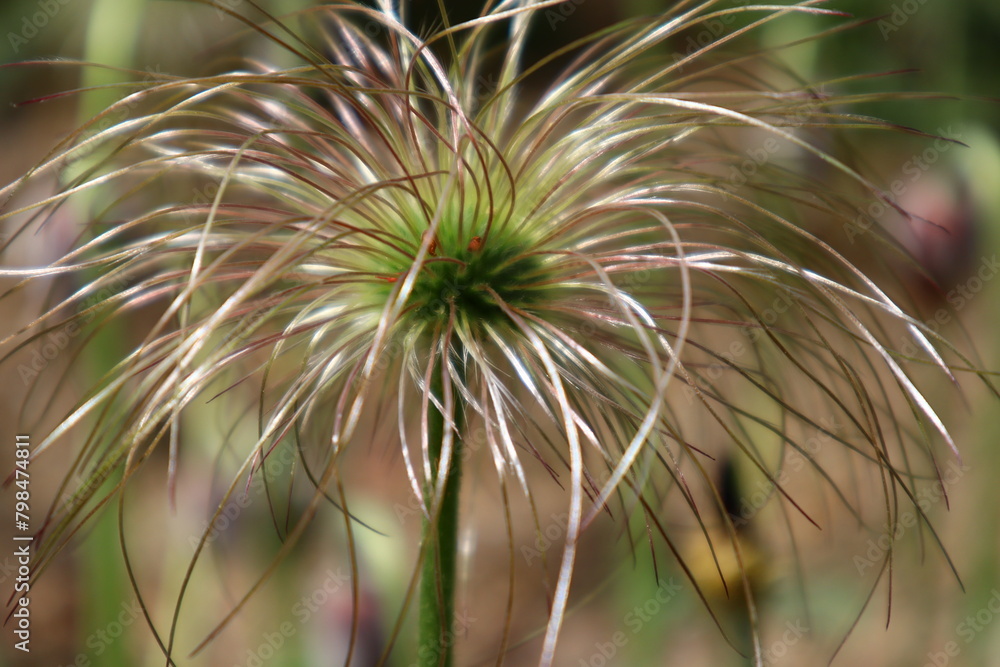 할미꽃pasqueflower