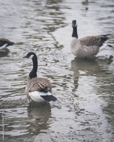 goose on the lake