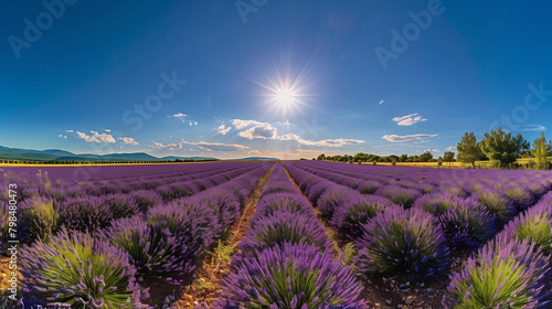 Lavender Festival in Provence  vast lavender fields stretch out under a bright blue sky  Ai Generated Images