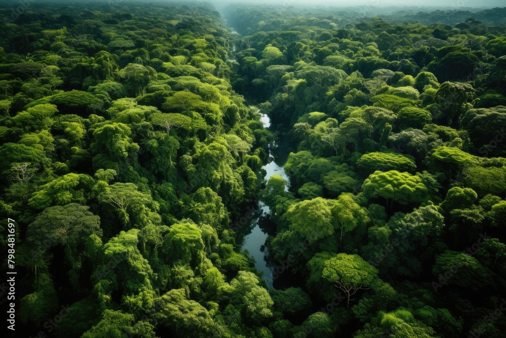 An aerial view of a lush rainforest.