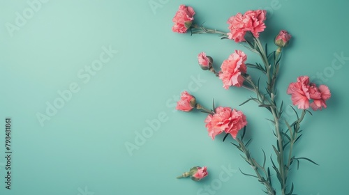 pink carnation flowers on solid blue background with copy space for text  backdrop mockup template design concept