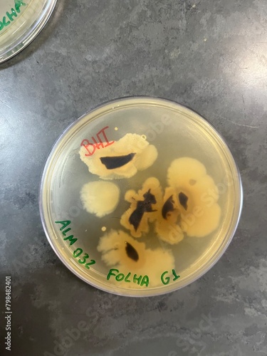 leaf bacteria growing in petri dish during microbiology classes