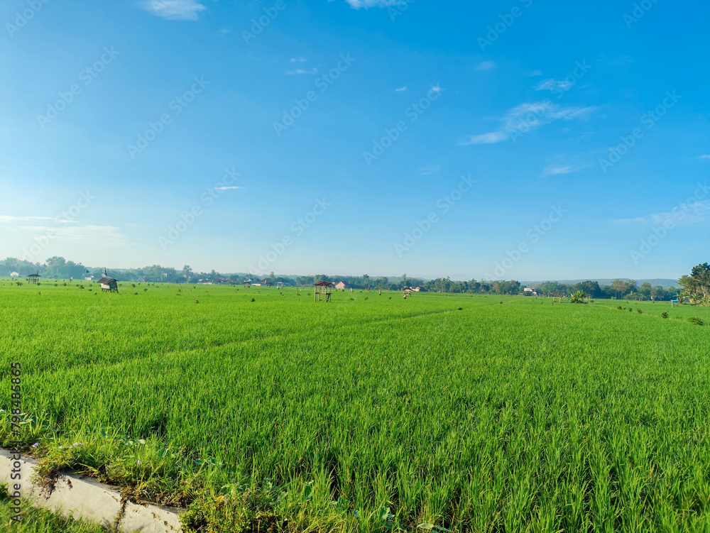 Wide expanse of natural green rice fields, blue sky