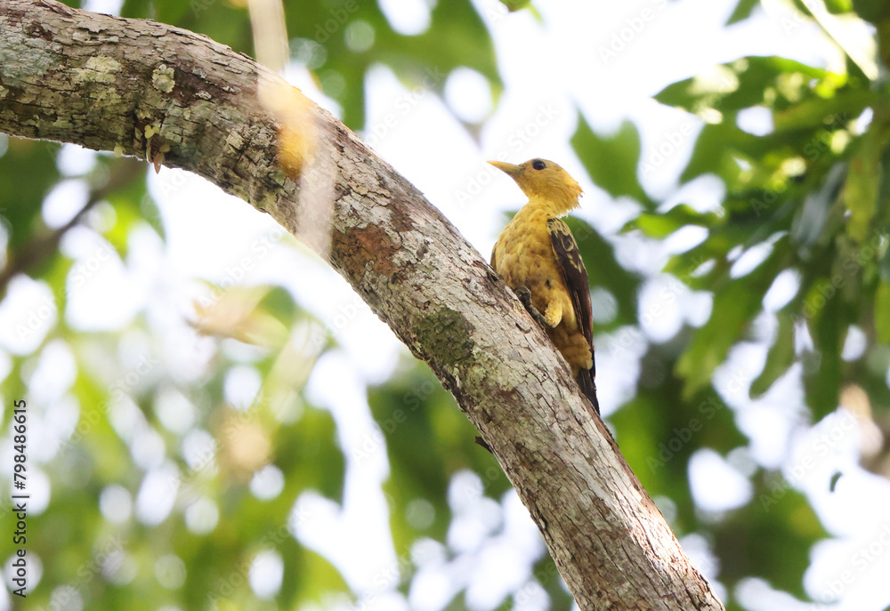The cream-colored woodpecker (Celeus flavus) is a species of bird in subfamily Picinae of the woodpecker family Picidae. This photo was taken in Colombia. The cream-colored woodpecker (Celeus flavus) is a species of bird in subfamily Picinae of the woodpecker family Picidae. This photo was taken in Colombia.