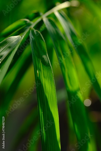 thyrsostachys is a genus of Chinese and Indonesian bamboo in the grass family. Type Thyrsostachys oliveri Gamble - edible bamboo. Natural bamboo green leaves wallpaper background. dew on leaves.