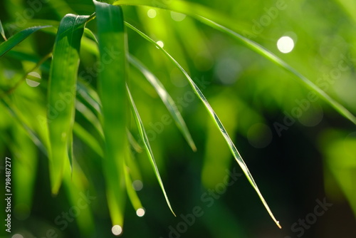 Thyrsostachys is a genus of Chinese and Indonesian bamboo in the grass family. Type Thyrsostachys oliveri Gamble - edible bamboo. Natural bamboo green leaves wallpaper background. Daun bambu kecil.  photo