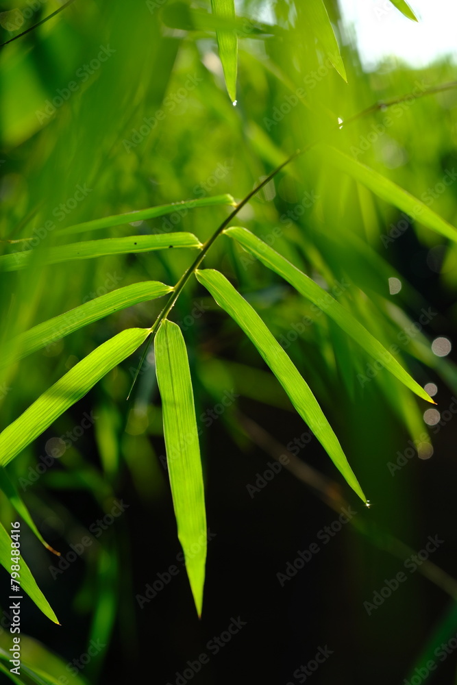thyrsostachys is a genus of Chinese and Indonesian bamboo in the grass family. Type Thyrsostachys oliveri Gamble - edible bamboo. Natural bamboo green leaves wallpaper background. dew on leaves. thyrsostachys is a genus of Chinese and Indonesian bamboo in the grass family. Type Thyrsostachys oliveri Gamble - edible bamboo. Natural bamboo green leaves wallpaper background. dew on leaves.