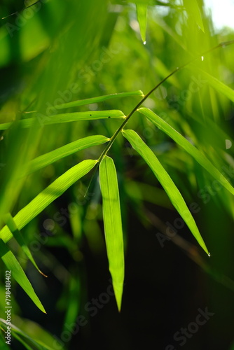 Thyrsostachys is a genus of Chinese and Indonesian bamboo in the grass family. Type Thyrsostachys oliveri Gamble - edible bamboo. Natural bamboo green leaves wallpaper background. Daun bambu kecil.  photo