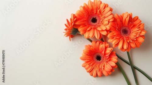 Gerbera flowers with beige background with copyspace for text photo