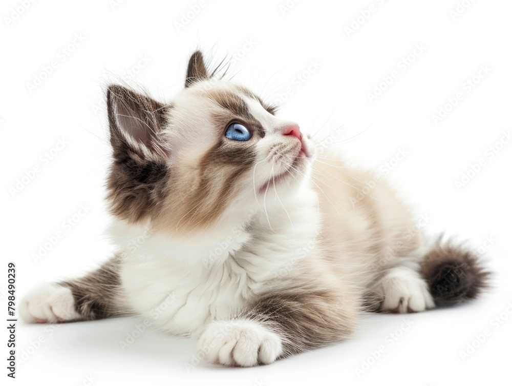 A cat on a white background