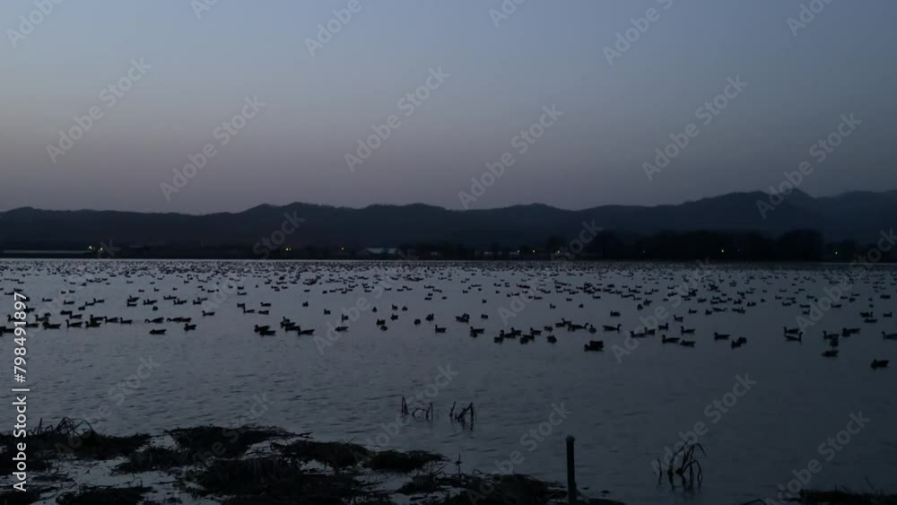 宮島沼に浮かぶマガンの群れ 宮島沼に浮かぶマガンの群れ