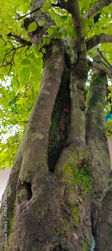 Obraz premium tree in the forest