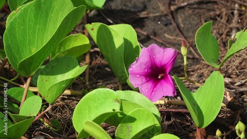 ipomoea pes-caprae swayed in the wind, the morning sun shone down. Focus selected photo